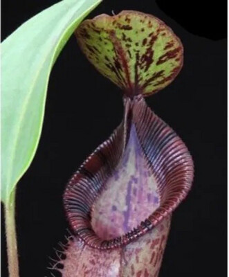 Nepenthes hamata x (veitchii x lowii) BE-4057