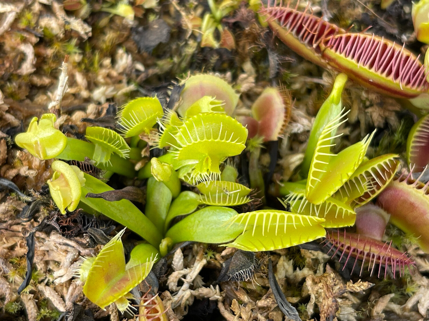 Dionaea muscipula  “Cerberus” Venus Flytrap (small)