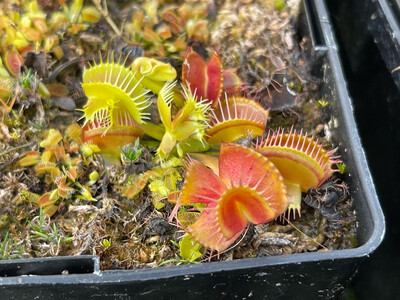 Dionaea muscipula  “Cerberus” Venus Flytrap (small)