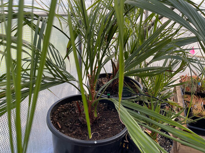 Butia odorata Jelly Palm/ Pindo Palm - Small