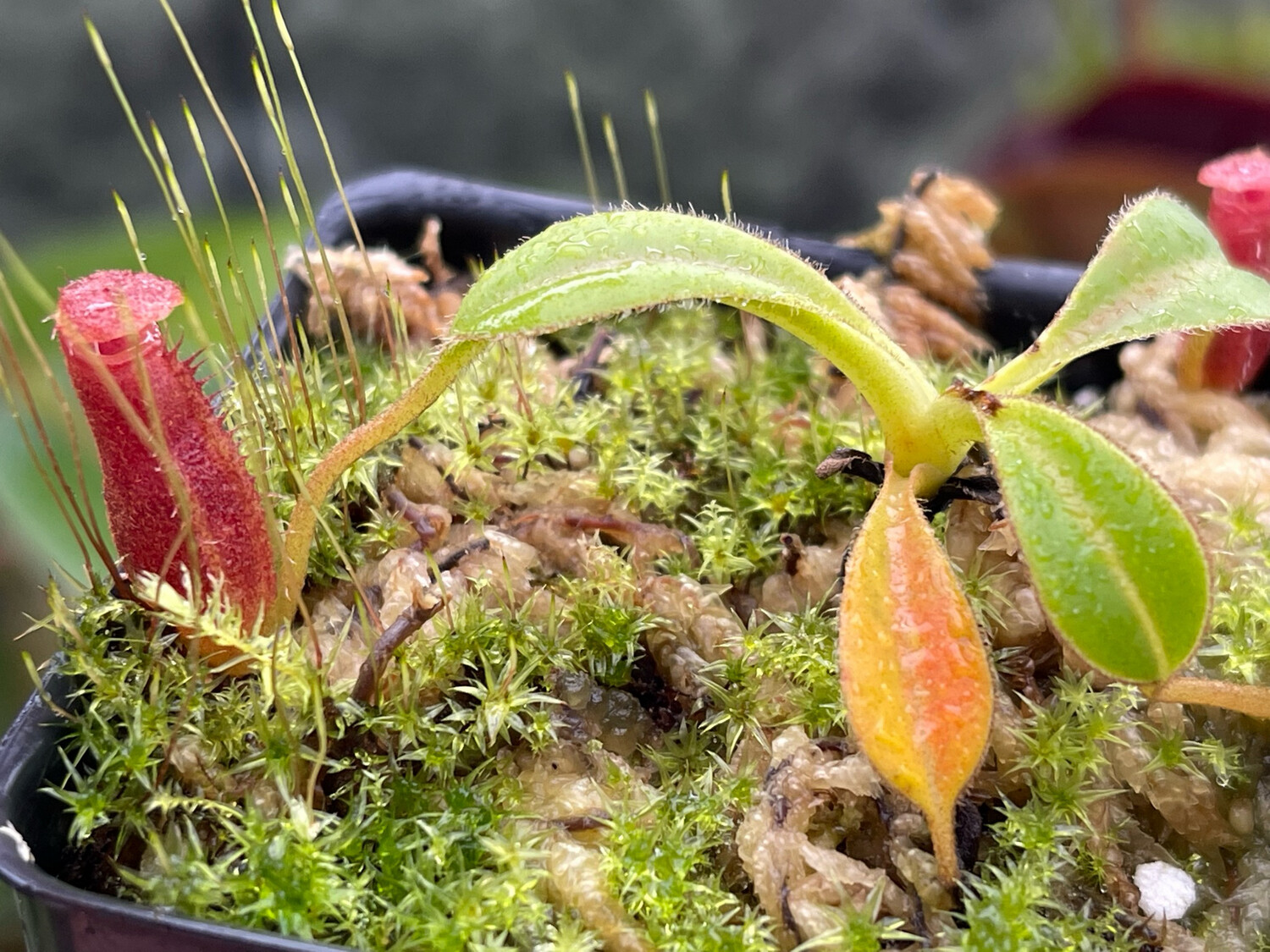 Nepenthes Trusmadiensis
