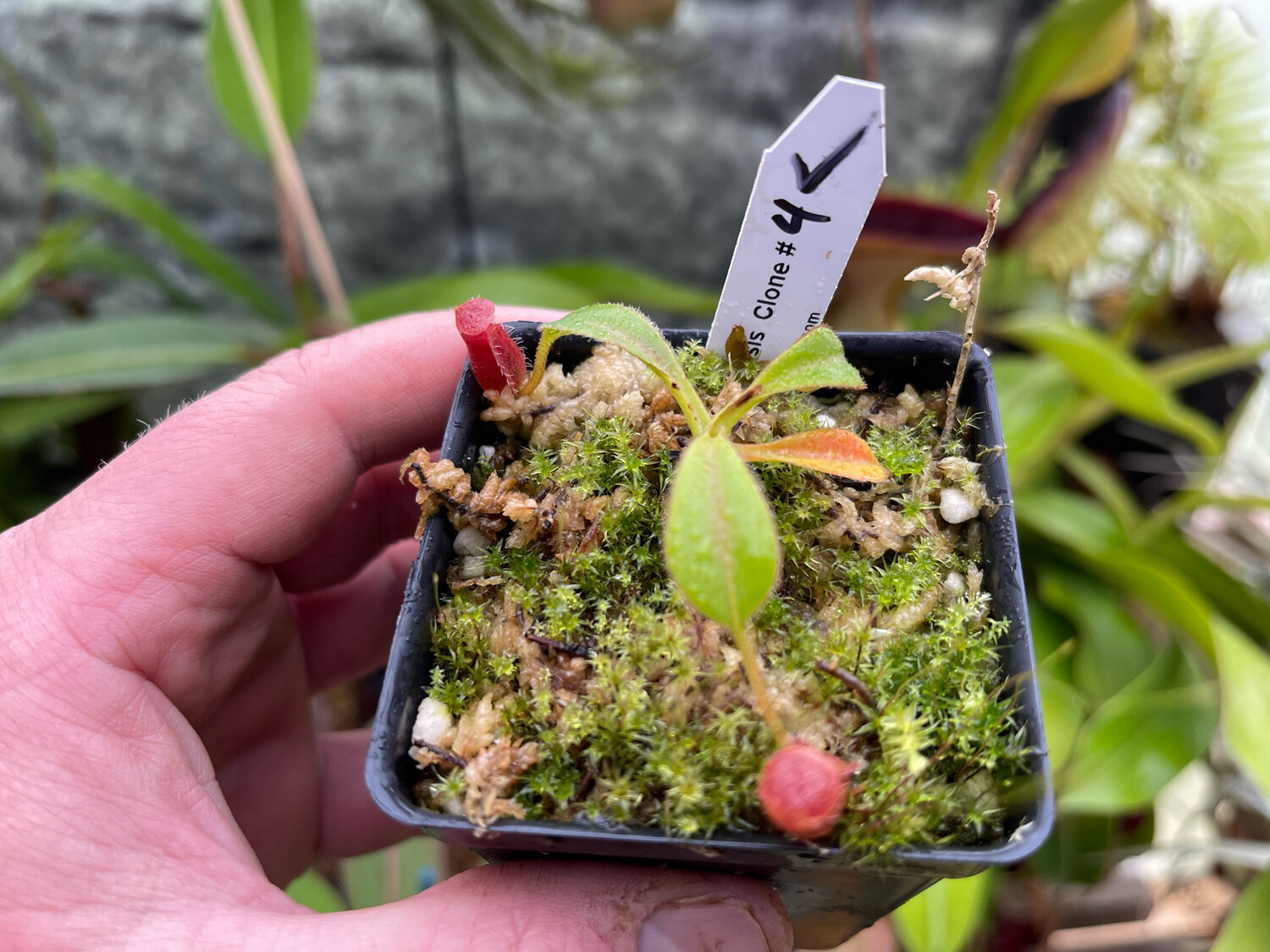 Nepenthes Trusmadiensis