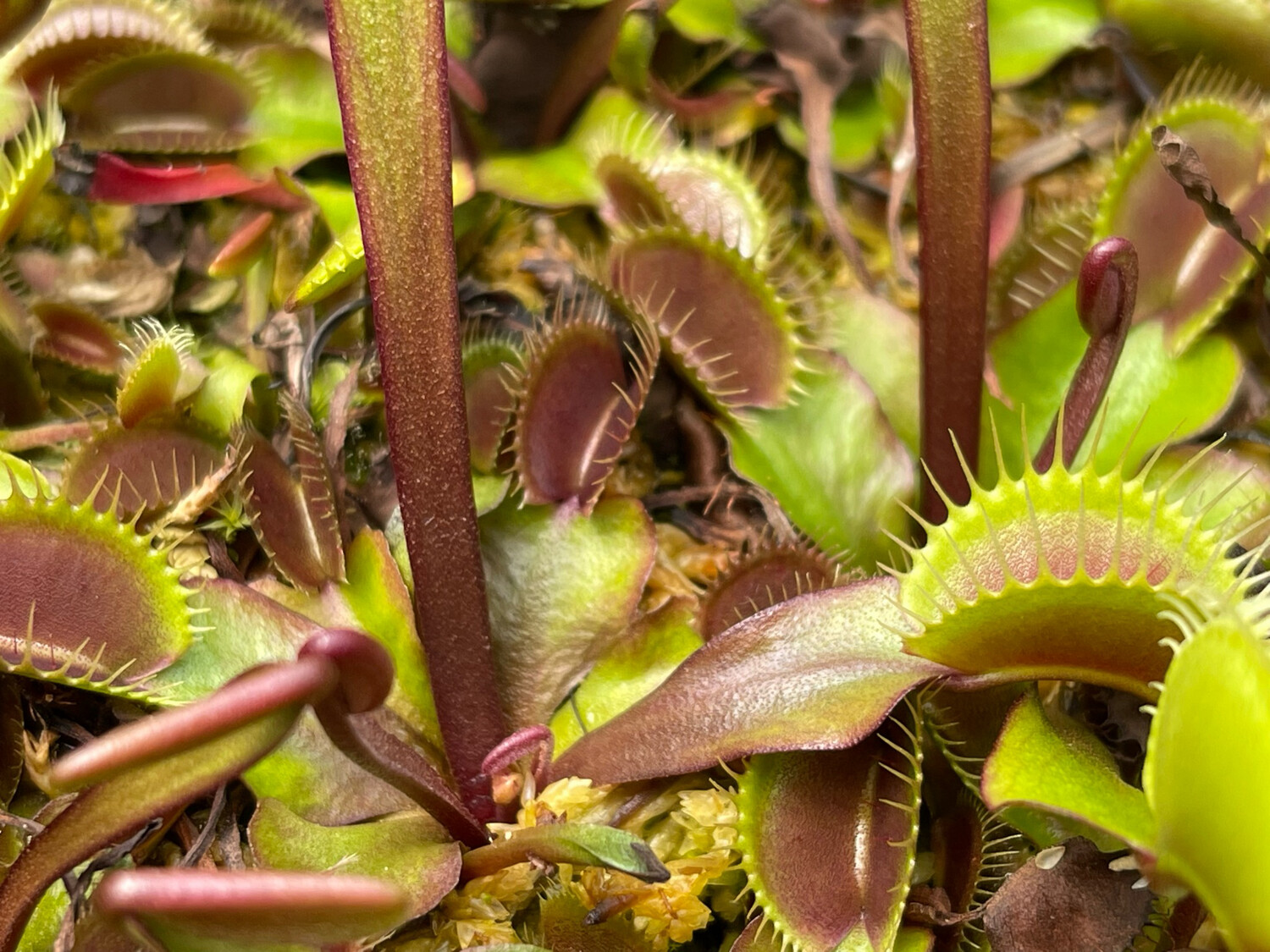 Dionaea muscipula  ‘Petite Dragon’ Venus Flytrap (small)