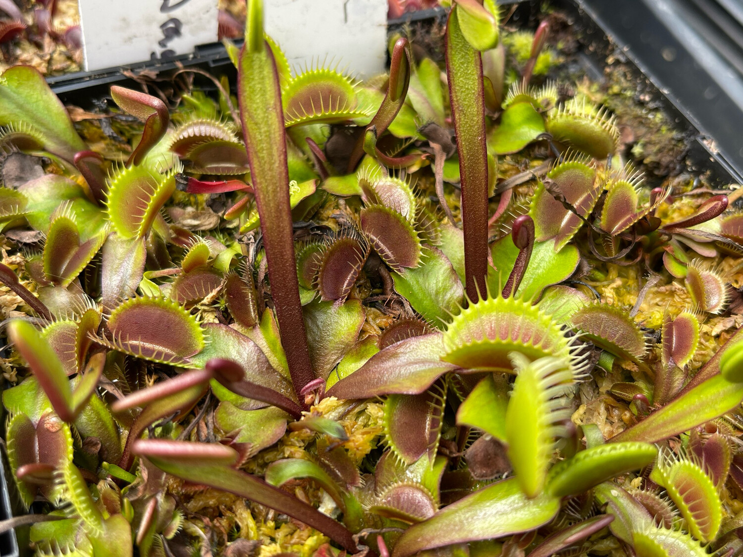 Dionaea muscipula ‘Petite Dragon’ Venus Flytrap (small)