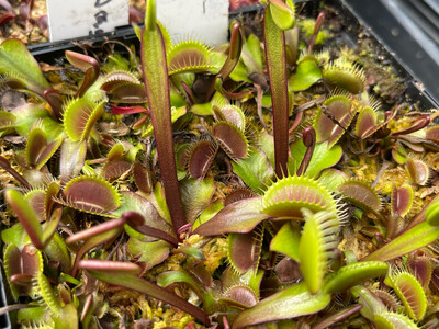 Dionaea muscipula  ‘Petite Dragon’ Venus Flytrap (small)