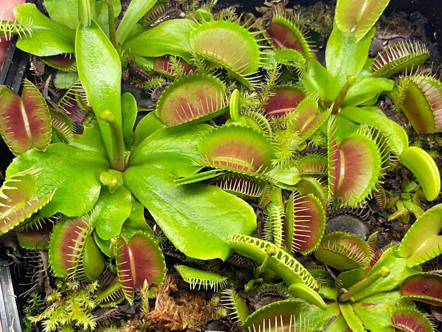 Dionaea muscipula “Carolina State Beach Park” Venus Flytrap (small)