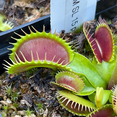 Dionaea muscipula “SL 15” Venus Flytrap (small) Very Limited! 