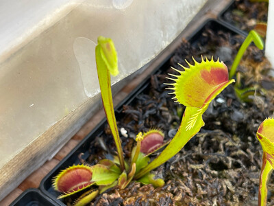 Dionaea muscipula  “ Spotty ” Venus Flytrap (small)
