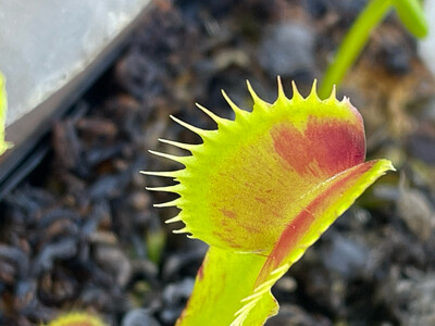 Dionaea muscipula  “ Spotty ” Venus Flytrap (small)