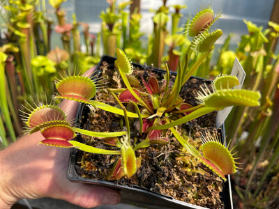 Dionaea muscipula 'FTS Towering Giant’ (small)