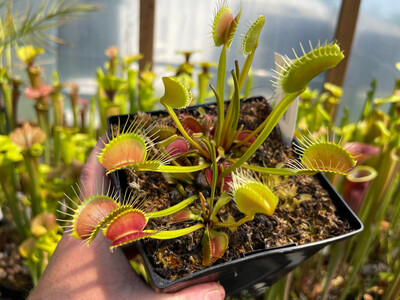 Dionaea muscipula &#39;FTS Towering Giant’ (small)