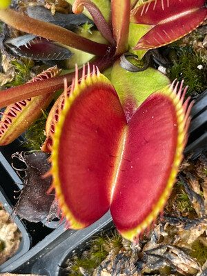 Dionaea muscipula “ La Grosse a Guigui ” (small)