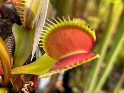 Dionaea muscipula “ La Grosse a Guigui ” (small)