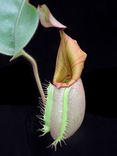 Nepenthes veitchii "Bario” - XL Size! WYSIWYG 