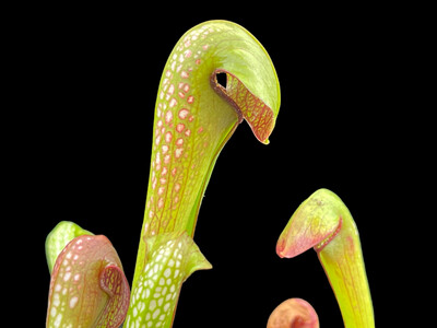 Sarracenia minor var minor x minor Okefenokeensis - Vigorous! 
