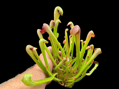 Sarracenia minor var minor x minor Okefenokeensis - Vigorous! 
