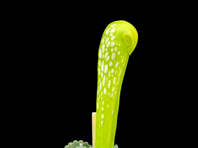 Sarracenia minor f. viridescens (Anthocyanin Free) Clone 1 X 2 CK - (Selfed) Limited! 