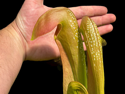 Sarracenia minor var Okefenokeensis Giant “Watch Tower” Okefenokee, Fl