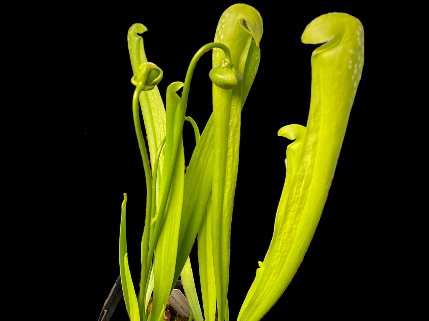 Sarracenia minor f. viridescens (Anthocyanin Free) Clone 1 X 2 CK - (Selfed) Limited! 