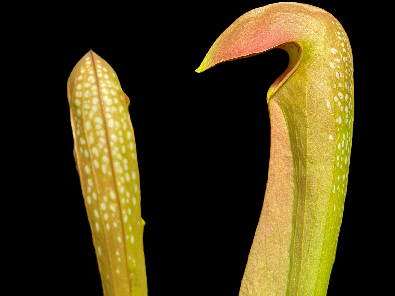 Sarracenia minor var Okefenokeensis Giant “Watch Tower” Okefenokee, Fl