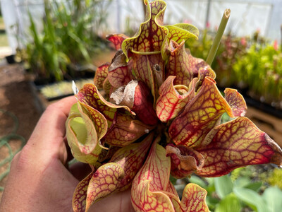 Sarracenia purpurea ssp. venosa var. Montana Transylvania.
