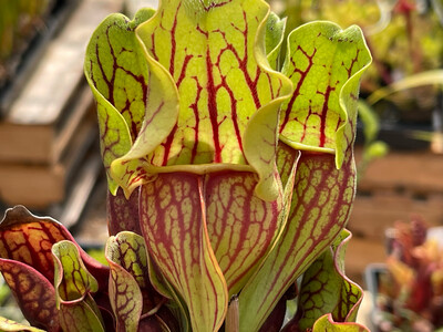 Sarracenia purpurea ssp. venosa var. Montana