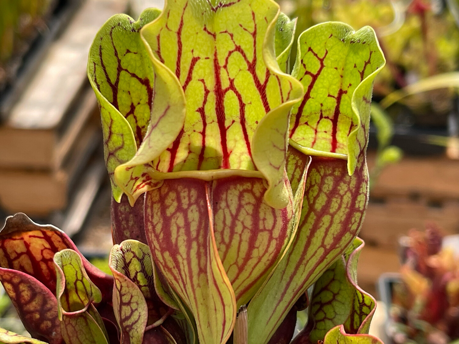 Sarracenia purpurea ssp. venosa var. Montana