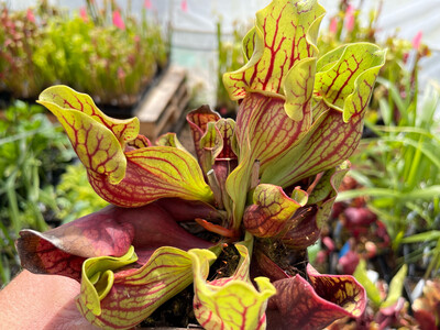 Sarracenia purpurea ssp. venosa var. Montana