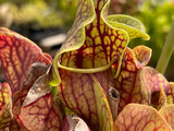 Sarracenia purpurea ssp. venosa var. Montana Transylvania.