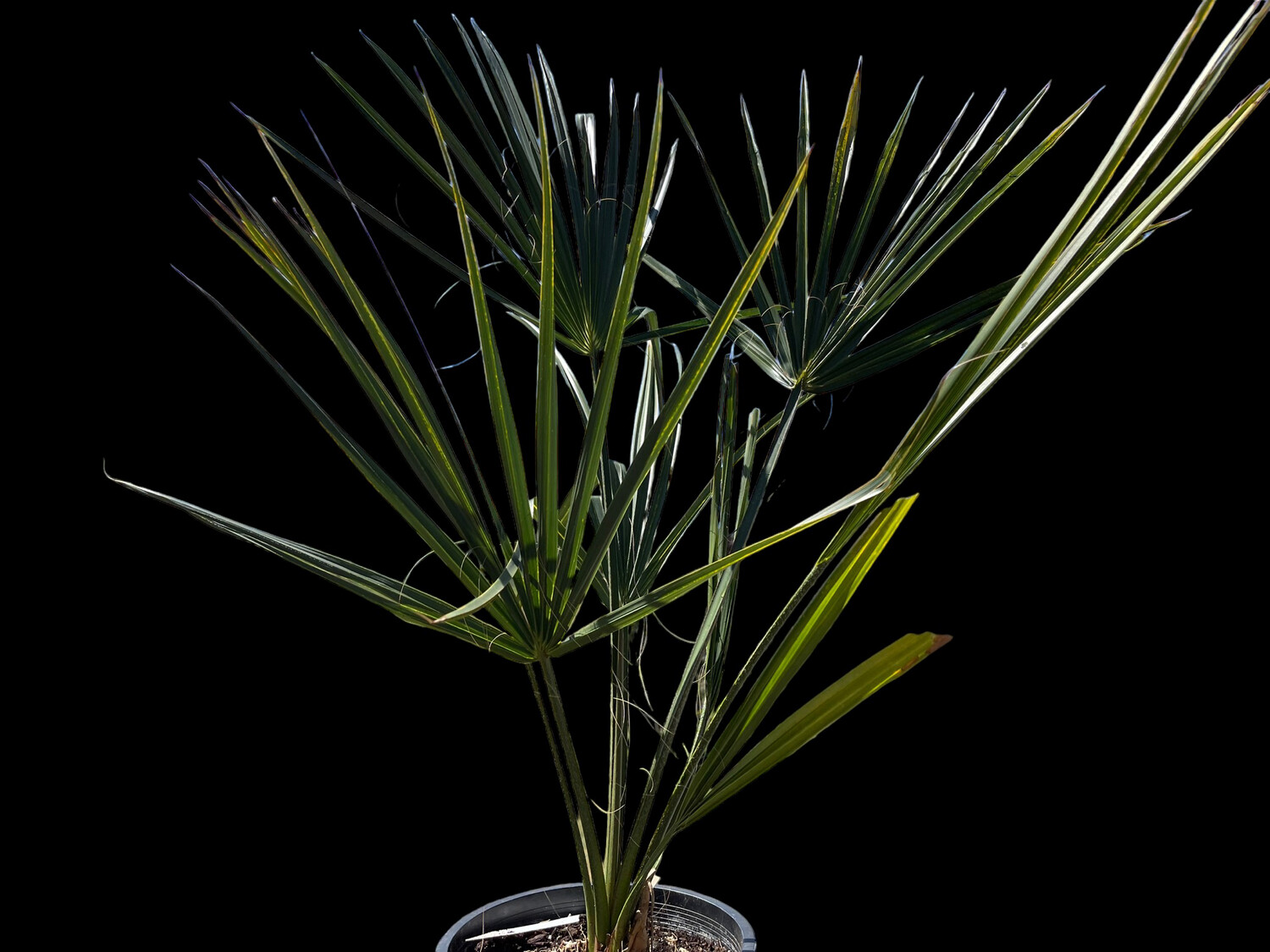 Sabel palmetto Palm (small) 