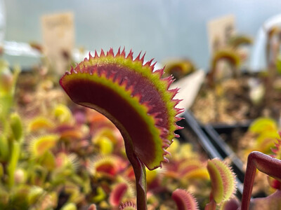 Dionaea muscipula  FTS ‘ Crimson Sawtooth ’ (small)