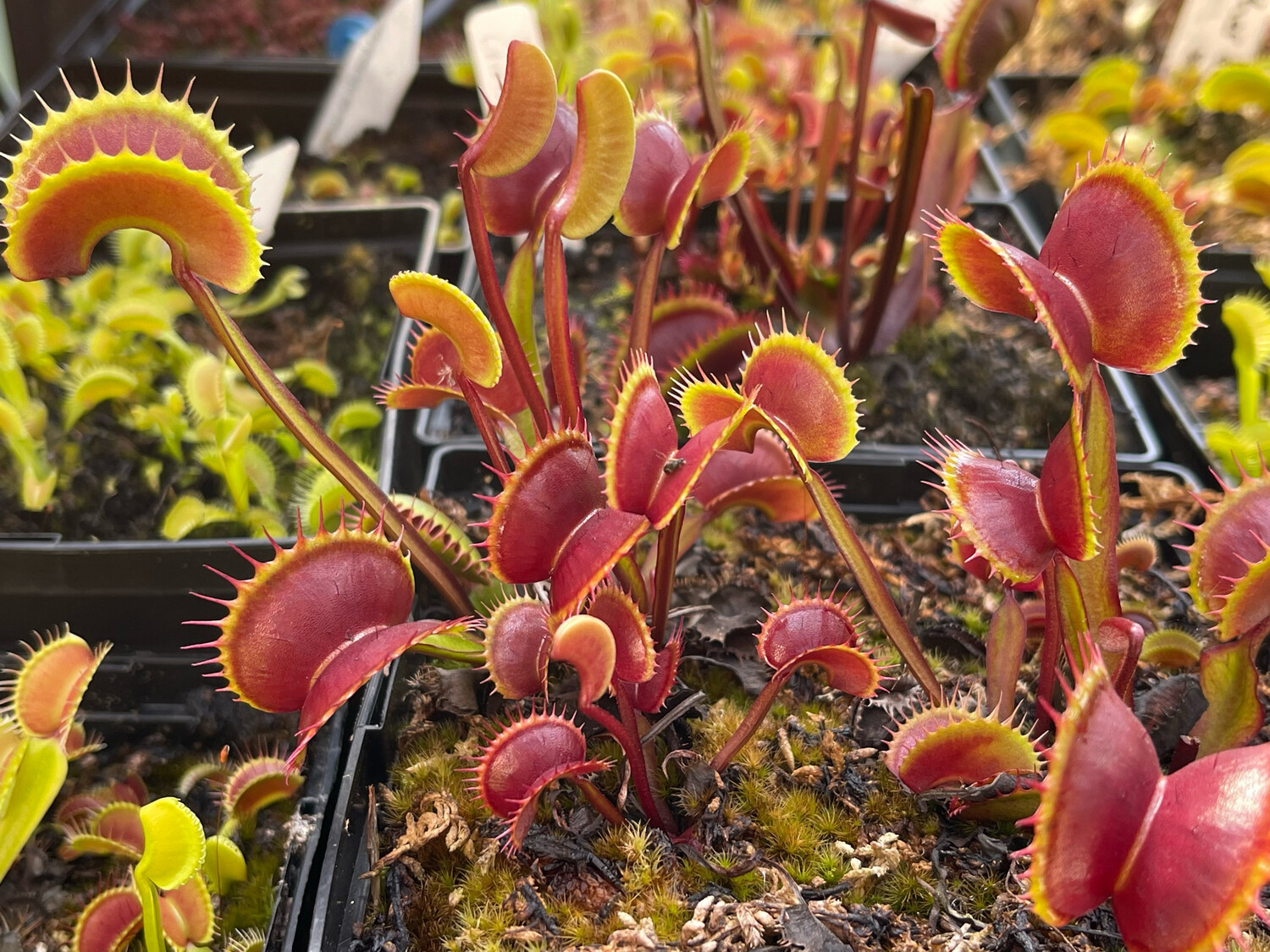 Dionaea muscipula  FTS ‘ Arch Angel ’ (small)