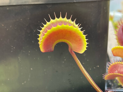 Dionaea muscipula  FTS ‘ Arch Angel ’ (small)