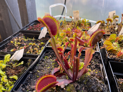 Dionaea muscipula  FTS ‘ Crimson Sawtooth ’ (small)