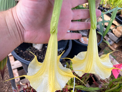 Brugmansia (Orange Cream Flower) - Rooted Cuttings