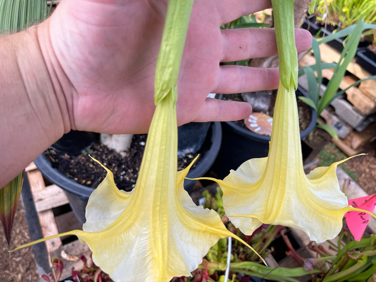 Brugmansia (Orange Cream Flower) - Rooted Cuttings