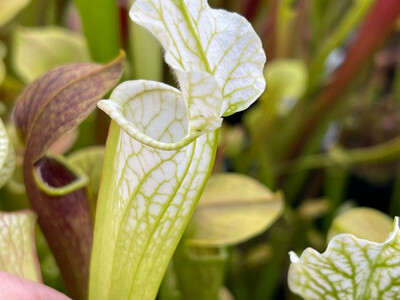Sarracenia leucophylla “Alba” - Limited! 