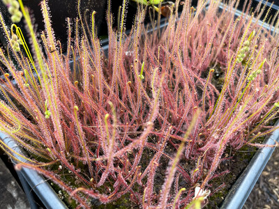 Drosera filiformis Sundew - Pine Barrens, New Jersey 