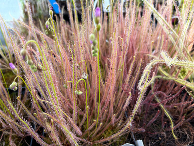 Drosera filiformis Sundew - Pine Barrens, New Jersey  