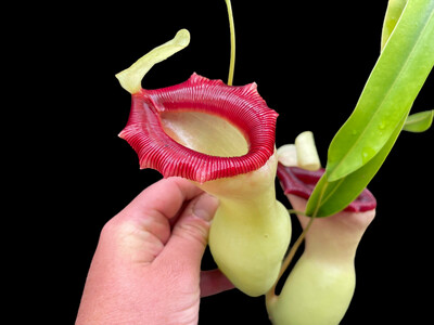 Nepenthes ventricosa - &quot;Porcelain”  (Amazing Clone! ) Large Rooted Cuttings! 