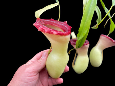 Nepenthes ventricosa - "Porcelain”  (Amazing Clone! ) Large Rooted Cuttings! 