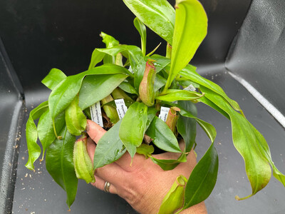 Nepenthes ampullaria x reinwardtiana - Large! 