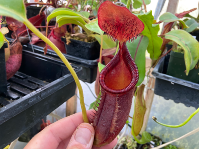 Nepenthes ephippiata Gng Raya
