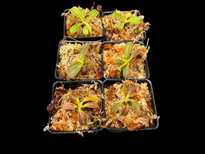 Nepenthes ephippiata Gng Raya
