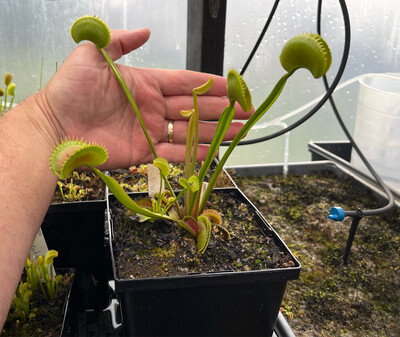Dionaea muscipula “Great White Shark” (small)