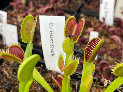 Dionaea muscipula “Gj Giant Shark” (small)