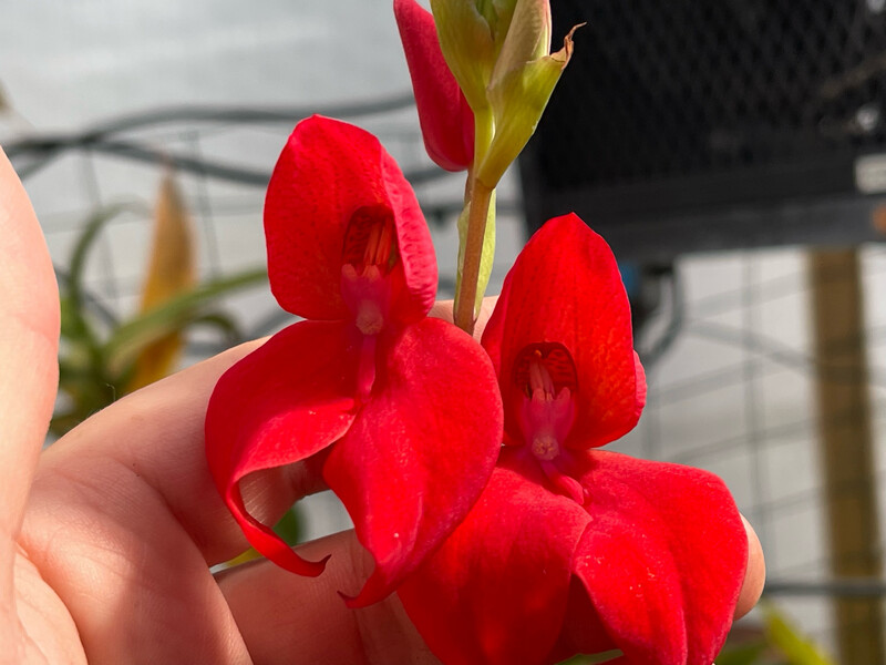 Disa uniflora x cardinalis orchid