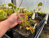 Dionaea muscipula “Great White Shark” (small)