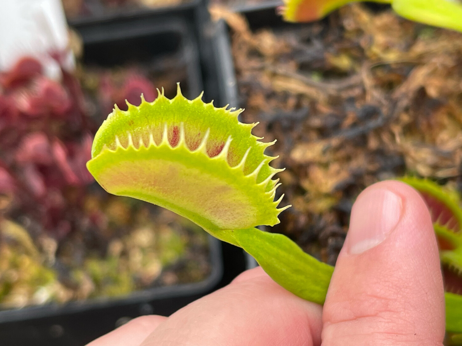 Dionaea muscipula “Gj Giant Shark” (small)