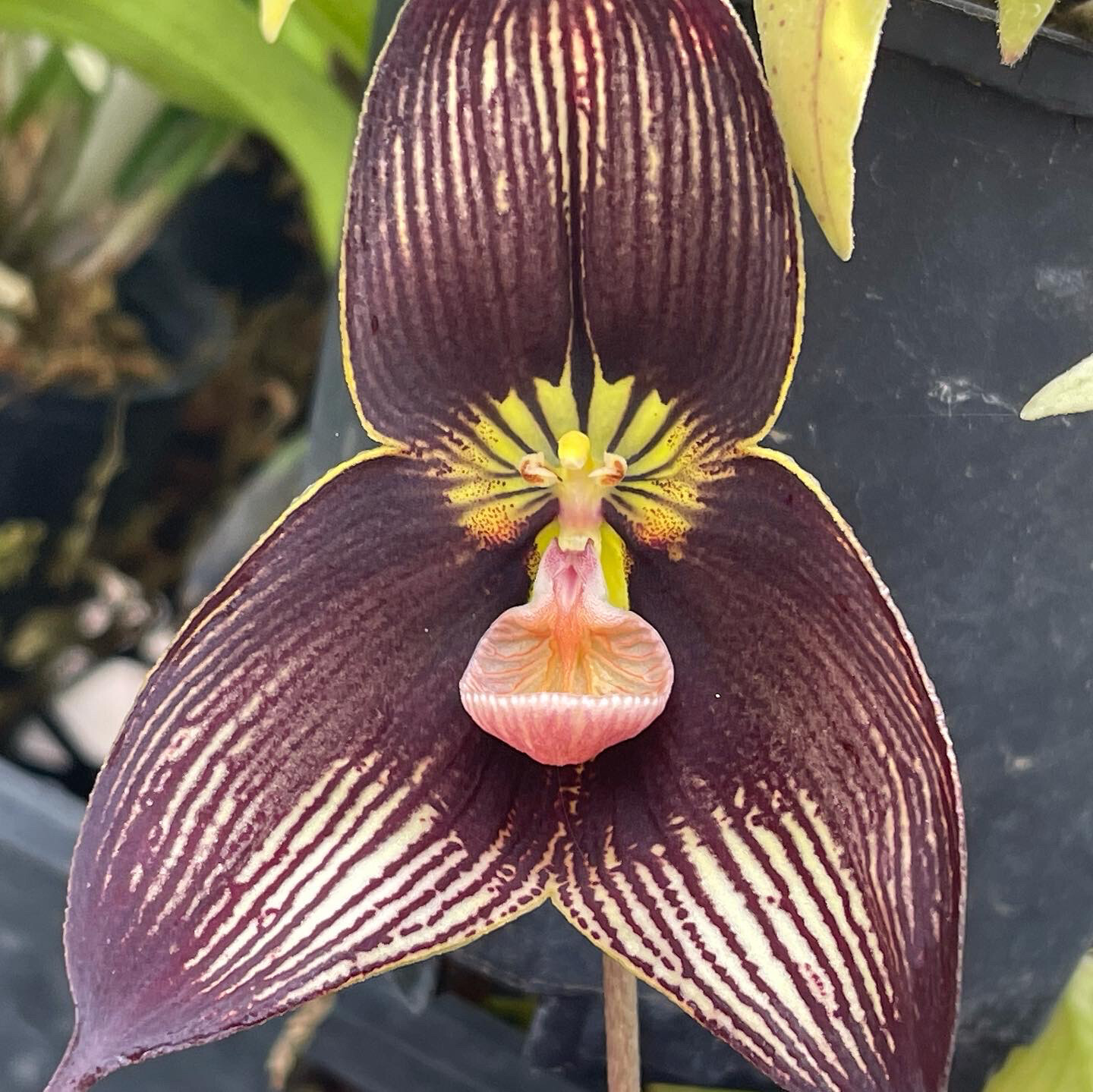 Dracula vampira “Zorba” AM/OMS Orchid 